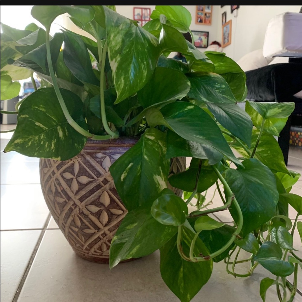 Plants